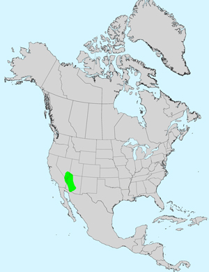 North America species range map for Ambrosia eriocentra: Click image for full size map